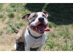 Adopt Ruckus a American Pit Bull Terrier / Mixed dog in Chestertown