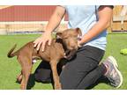 Adopt Beignet a Labrador Retriever / American Pit Bull Terrier / Mixed dog in