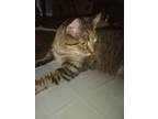 Adopt Misty Mae a Brown Tabby Domestic Shorthair / Mixed (short coat) cat in