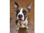 Adopt COLLINS a Boxer / Mixed dog in Athens, AL (39173769)