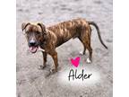 Adopt Alder a Brindle Hound (Unknown Type) / Labrador Retriever dog in Saugus