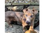 Adopt Sorsha Willow a Brown/Chocolate - with Black Catahoula Leopard Dog / Mixed