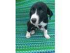 Adopt Singapore a Black - with White Border Collie / Mixed dog in Hartford