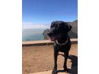 Adopt Lucky a Black Labrador Retriever / Mixed dog in Half Moon Bay