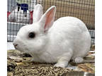 Adopt Little Dude a White Dwarf / Other/Unknown / Mixed rabbit in Roseville