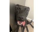 Adopt Butter a Black - with White Labrador Retriever / American Pit Bull Terrier