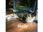 Adopt Shelly a Calico or Dilute Calico Calico (short coat) cat in Fort Pierce