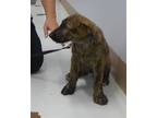 Adopt D178-23 a Brindle Shepherd (Unknown Type) / Poodle (Miniature) / Mixed dog