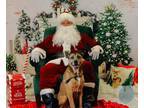 Adopt Simba a German Shepherd Dog / Mixed dog in Topeka, KS (39087697)