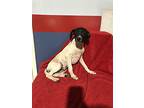 Adopt Pepperoni a White - with Black Hound (Unknown Type) / Mixed dog in