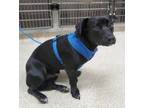 Adopt Hector a Dachshund / Terrier (Unknown Type, Small) / Mixed dog in Grand