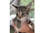 Adopt Willy Wonka a Brown Tabby Domestic Shorthair (short coat) cat in San