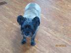 Adopt Maisie a Black - with Tan, Yellow or Fawn Cairn Terrier / Mixed dog in