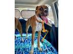 Adopt Bridgette a Boxer / Mixed dog in Dumont, NJ (39139804)