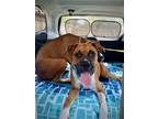 Adopt Rex a Boxer / Mixed dog in Dumont, NJ (39139901)