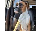 Adopt Sir Lancelot a Tan/Yellow/Fawn Boxer / Mixed dog in Dumont, NJ (39172876)