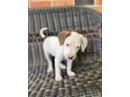 Adopt Madison a White - with Tan, Yellow or Fawn Boxer / American Pit Bull
