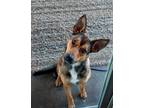 Adopt Scarlett a Brown/Chocolate - with Black German Shepherd Dog / Mixed dog in