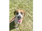 Adopt Ruby a Boxer / Mixed dog in Burlington, KY (39108768)