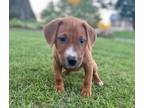Adopt Tiline a Red/Golden/Orange/Chestnut - with White Boxer / American Pit Bull