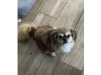 Adopt Penelope a Brown/Chocolate Pekingese dog in Rancho Cucamonga
