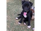 Adopt Sophie a Black Catahoula Leopard Dog / Labrador Retriever dog in Wolcott