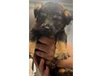 Adopt Jeff a Black German Shepherd Dog / Mixed dog in Bridgewater, NJ (39178315)
