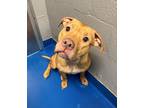 Adopt Wrenly a Tan/Yellow/Fawn American Pit Bull Terrier / Mixed dog in