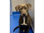 Adopt Graham a Gray/Blue/Silver/Salt & Pepper American Pit Bull Terrier / Mixed