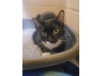 Adopt Jarred a All Black Domestic Shorthair / Domestic Shorthair / Mixed cat in