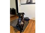 Adopt Journey Cheese a Black Pit Bull Terrier dog in Portland, OR (39176142)