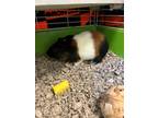 Adopt Bruno a Black Guinea Pig / Mixed small animal in Fallston, MD (39178268)