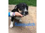 Adopt Sasquatch a Black Beagle / Shepherd (Unknown Type) / Mixed dog in Jackson