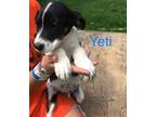 Adopt Yeti a Black Beagle / Shepherd (Unknown Type) / Mixed dog in Jackson