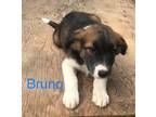 Adopt Bruno a Black Beagle / Shepherd (Unknown Type) / Mixed dog in Jackson