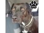 Adopt Buddy a Black Labrador Retriever / Mixed dog in Tangent, OR (39177102)