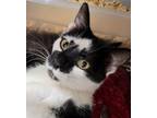 Adopt Lola a All Black Domestic Shorthair / Domestic Shorthair / Mixed cat in