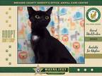 Adopt Julia a Domestic Shorthair / Mixed cat in Melbourne, FL (39178005)