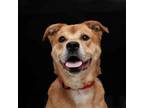 Adopt Zeek a Red/Golden/Orange/Chestnut Labrador Retriever / Shepherd (Unknown