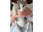 Adopt Dusty a Gray, Blue or Silver Tabby Domestic Shorthair / Mixed (short coat)