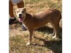 Adopt Jessie a Red/Golden/Orange/Chestnut Mixed Breed (Medium) / Mixed dog in