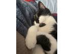 Adopt Dumbledore a Black & White or Tuxedo American Shorthair / Mixed (short