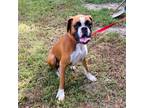 Adopt Bella a Tan/Yellow/Fawn Boxer / Mixed dog in Dumont, NJ (39173380)