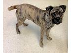 Adopt LAREDO - SUPER friendly and playful a Brindle Pug / Boxer / Mixed dog in