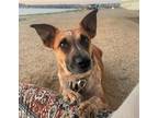 Adopt SEDONA- adventurous smart playful loving a Australian Cattle Dog / Mixed