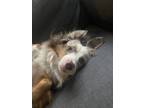 Adopt Ellie a Merle Australian Shepherd / Mixed dog in Tualatin, OR (39177836)