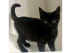 Adopt Loki a All Black Domestic Shorthair / Mixed cat in Denison, TX (39177871)