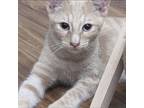 Adopt Butter a Orange or Red Domestic Shorthair / Mixed cat in Denison