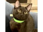 Adopt Pammie a All Black Domestic Shorthair / Mixed cat in Denison