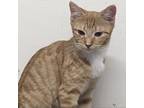 Adopt Carolina a Orange or Red Domestic Shorthair / Mixed cat in Denison